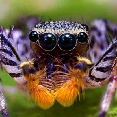 As 5 espécies de aranhas mais venenosas do mundo