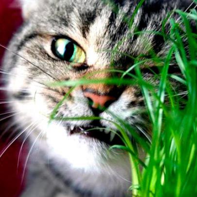 Catnip: conheça a erva que atrai e acalma os gatos