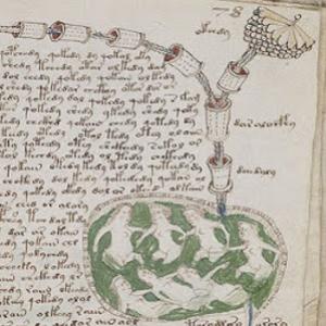 O manuscrito de Voynich 