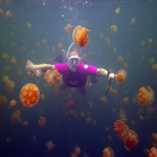 O lago das águas-vivas, jellyfish lake
