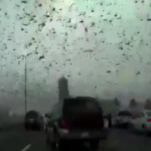 Vídeo perturbador mostra enxame de gafanhotos invadindo cidades...