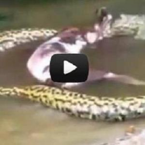 Anaconda regurgita vaca inteira em rio de floresta brasileira