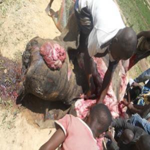 Imgens fortes: Chacina na África deixa 26 elefantes mortos....