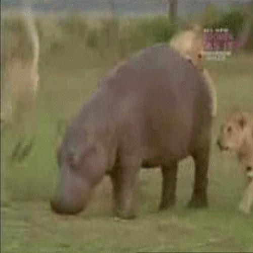 Veja porque o hipopotámo é o animal mais bruto do reino animal.