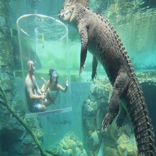 A gaiola da morte - Crocosaurus Cove