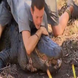 Veterinário dá 'mata-leão' em fêmea de crocodilo
