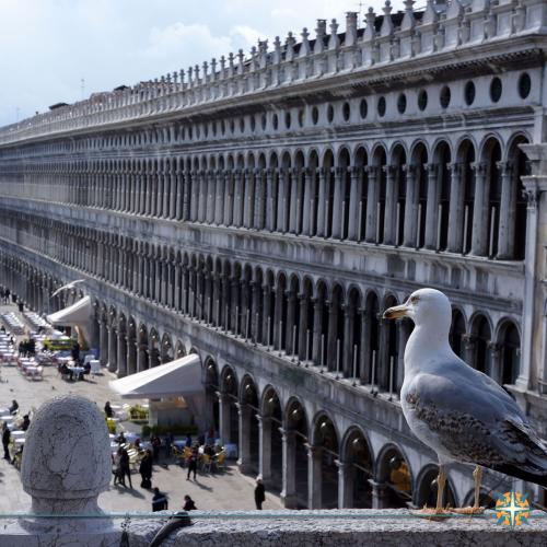O Museu de San Marco em Veneza e a sua linda vista para a cidade.