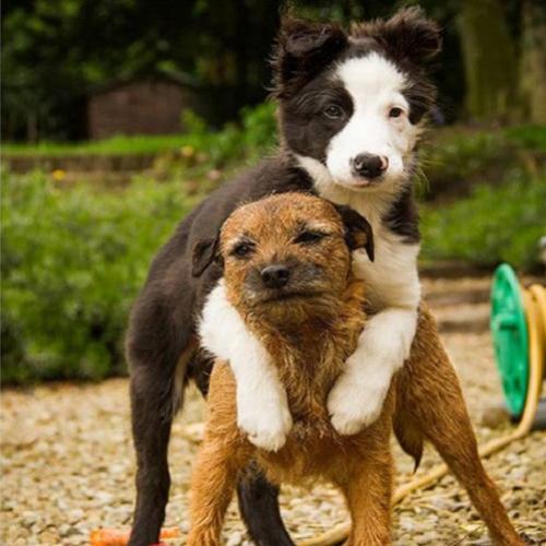 30 Cachorros que ensinam e nos mostram como é um amizade de verdade