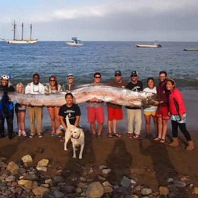 Pesquisadora encontra 'peixe monstro' de 5,4 m