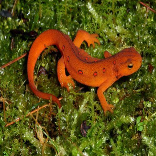 Fungo da Ásia ameaça salamandras europeias
