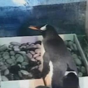 Pinguim ataca e devora o próprio filhote