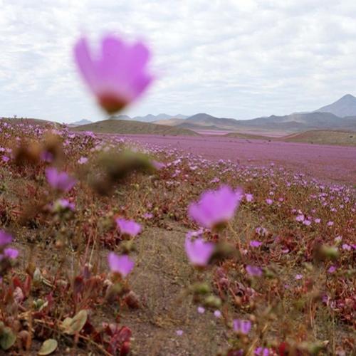 Isto é o que acontece quando a chuva cai no deserto mais seco do mundo