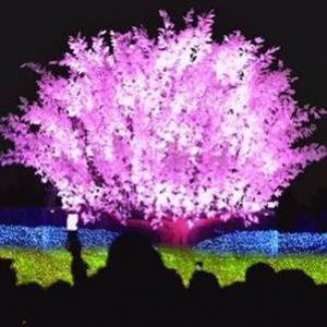 Fantástico jardim feito com milhões de luzes LED