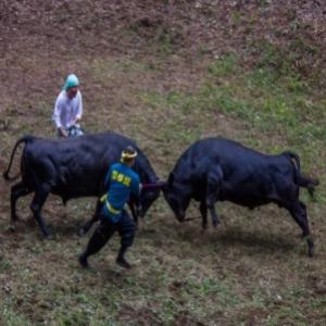 Ushi-tsuki, o combate de touros no Japão