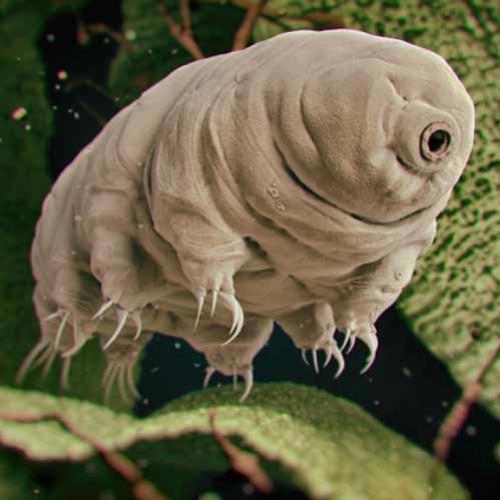 Descubra os fantásticos micro animais: eles estão por toda a parte!