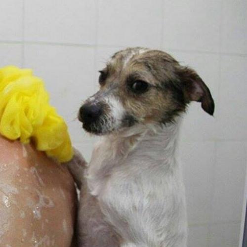 Meu dono chegou bêbado...