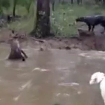Canguru cercado por dois cachorros se defende de forma curiosa