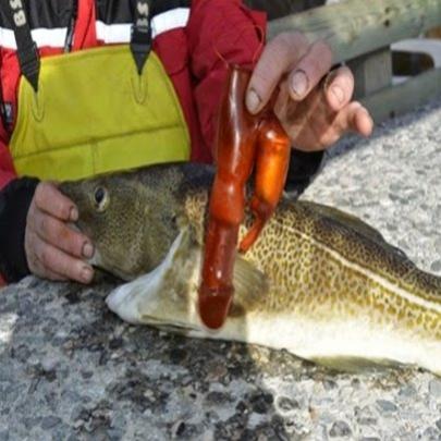 Pescador leva susto ao achar objeto bizarro em bacalhau
