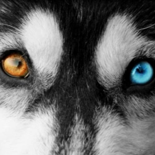 Veja os olhos mais incríveis do reino animal
