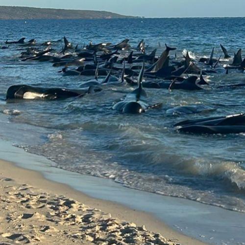 Mais de 100 baleias ficam encalhadas em praia na Austrália