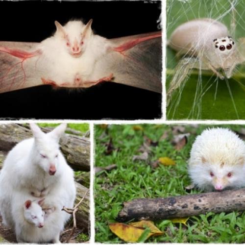 Incríveis Animais Albinos