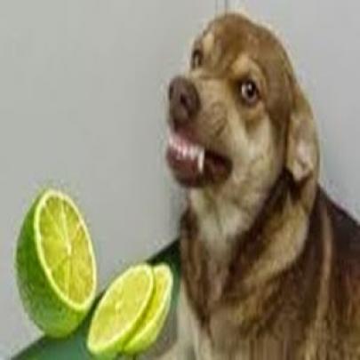 Cachorro não gostou do azedo limão taiti
