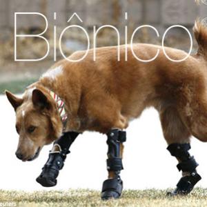 Naki’o – O primeiro cachorro com patas biônicas